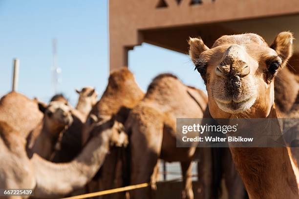 uae, al ain, exterior - アルアイン市 ストックフォトと画像