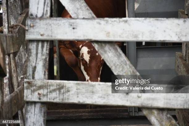 porteira e cabeça - cena rural stock-fotos und bilder