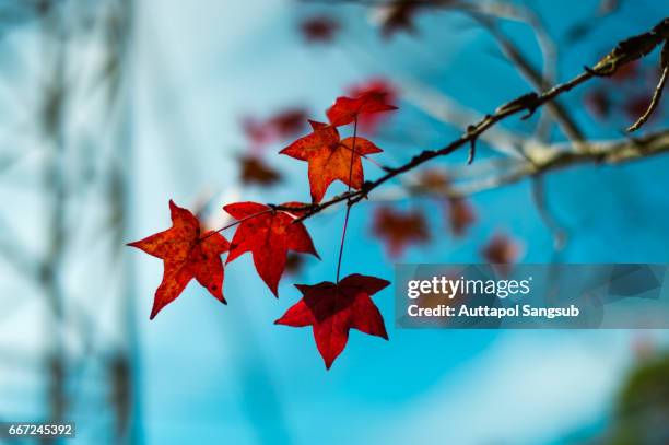 maple leaf - maple tree canada stock pictures, royalty-free photos & images