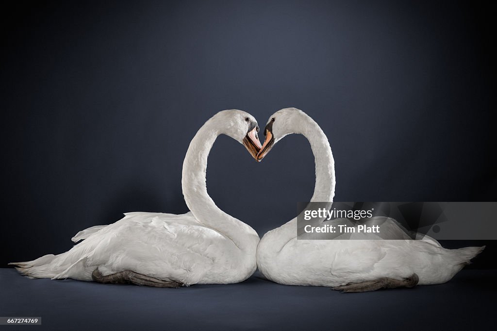 Studio portrait of a pair of white swans.