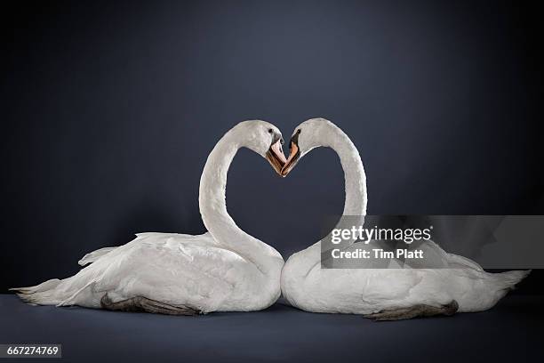 studio portrait of a pair of white swans. - animais machos - fotografias e filmes do acervo