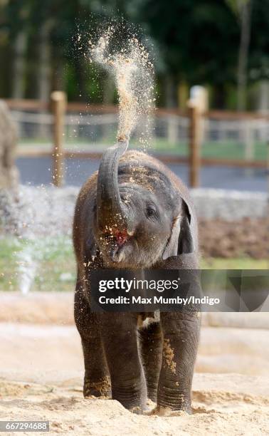 Elizabeth, a 9 month old Asian Elephant, named after Queen Elizabeth II plays in the sand during the opening of the new Centre for Elephant Care at...