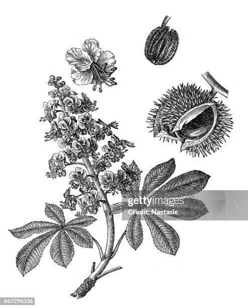 aesculus hippocastanum (horse-chestnut, conker tree) - horse chestnut tree stock illustrations