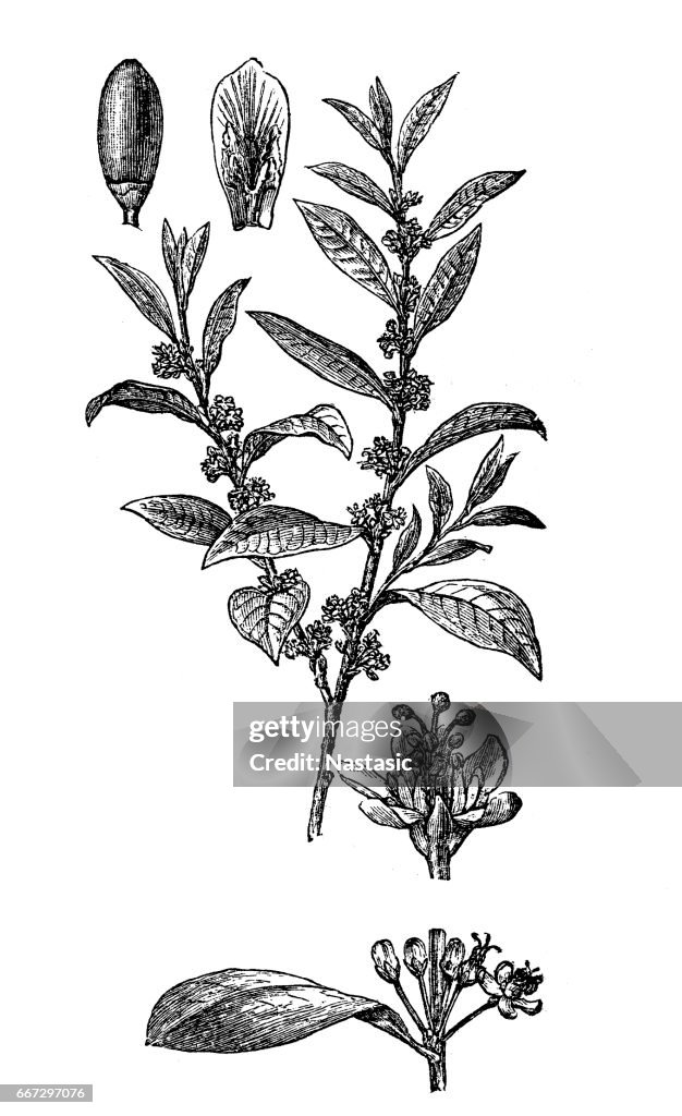 Amazonian coca (Erythroxylum coca)