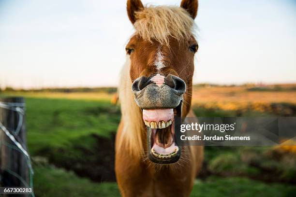 horse with mouth wide open - equestrian animal stockfoto's en -beelden