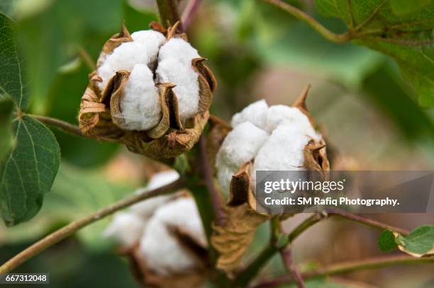 cotton picking season in sindh - cotton plant bud stock pictures, royalty-free photos & images