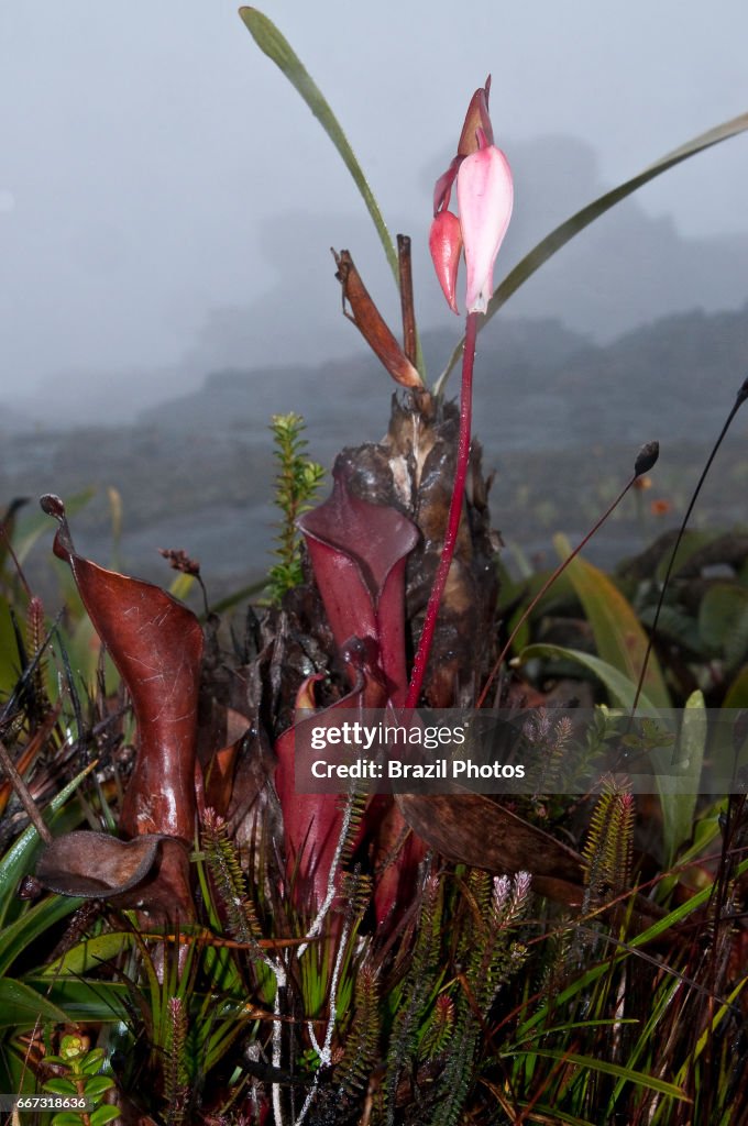 Heliamphora nutans, carnivorous plant, a species of Marsh...