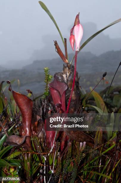 Heliamphora nutans, carnivorous plant, a species of Marsh Pitcher Plant native to Venezuela, Brazil and Guyana, where it grows on several Tepuis,...