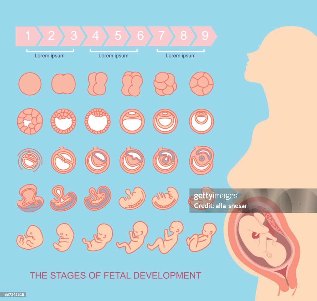 Contrato maestría Formación Etapas Del Desarrollo Fetal Ilustración de stock - Getty Images
