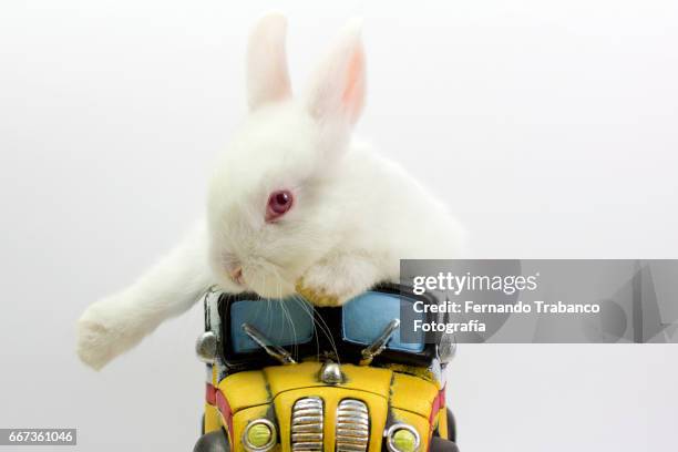 Funny Goodbye Rabbit Rabbit On Hand Photos and Premium High Res Pictures - Getty Images