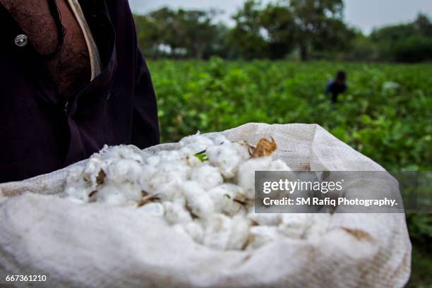 cotton picking season in sindh - coton tige photos et images de collection