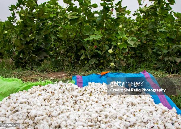 cotton picking season in sindh - cotton gin 個照片及圖片檔