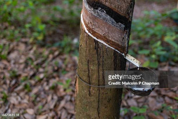 rubber plantation. tapping and collecting latex as part of rubber production, kerala, india - rubber tree stock pictures, royalty-free photos & images