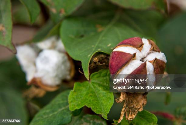 cotton picking season in sindh - cotton gin 個照片及圖片檔