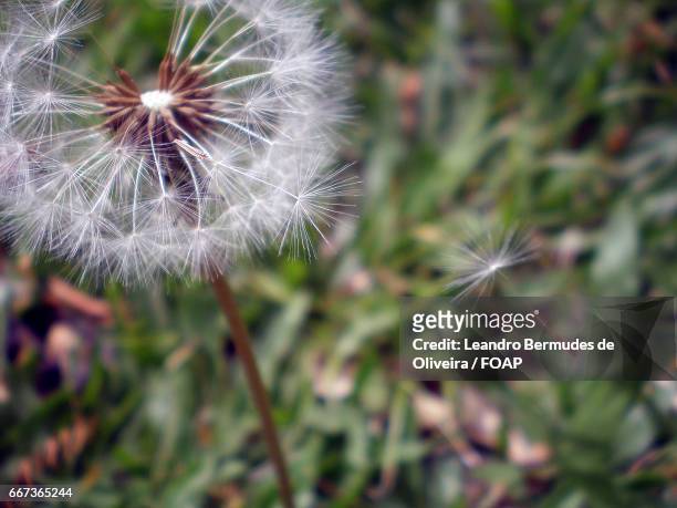 macro shots of dandelion - leandro bermudes stock pictures, royalty-free photos & images