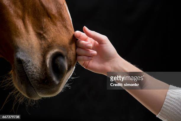woman touching horse - horse stock pictures, royalty-free photos & images