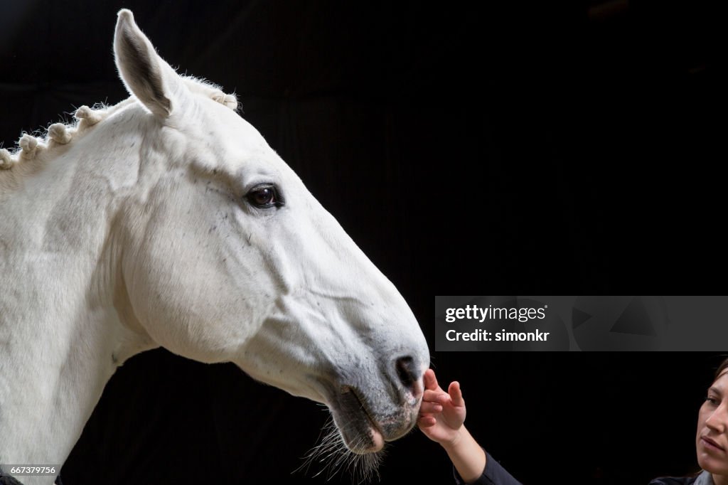 Young woman touching horse