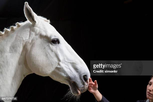 年輕女人的撫媚動人馬 - white horse 個照片及圖片檔