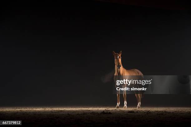 bruin paard - racehorse stockfoto's en -beelden