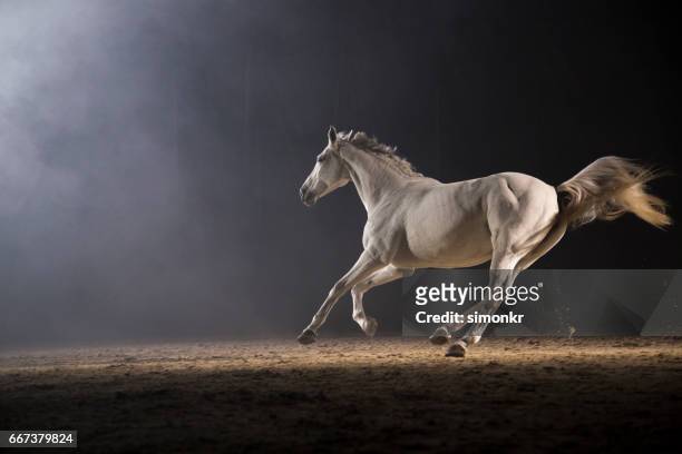 horse galloping - caballo blanco fotografías e imágenes de stock