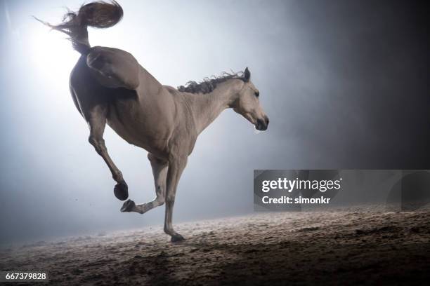 vita hästen apteringen - sparka bildbanksfoton och bilder