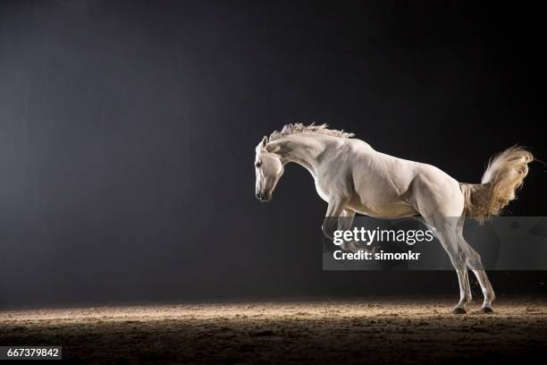 horse galloping - white horse stock pictures, royalty-free photos & images