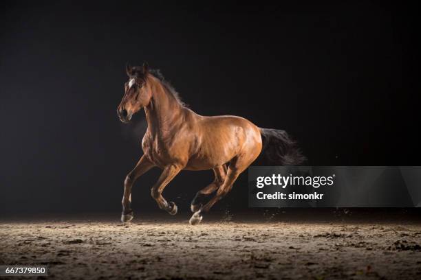 horse galloping - horses running fotografías e imágenes de stock