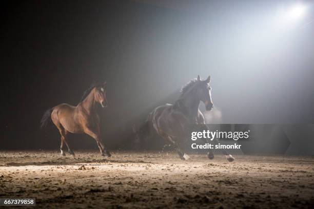 zwei pferde galloping - horse racecourse stock-fotos und bilder