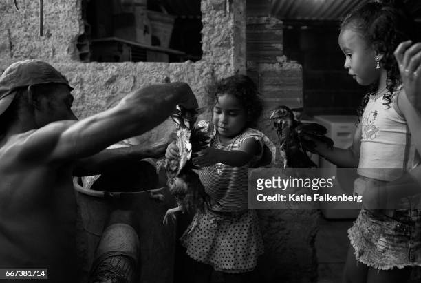Alexandre Santiago hands his youngest daughter, Vivian, age 4, one of the family's chickens, in the backyard of their home. Their family uses some of...