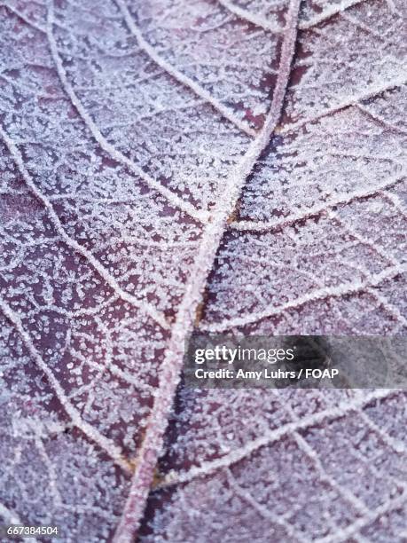 full frame of frosted leaf - amy freeze bildbanksfoton och bilder