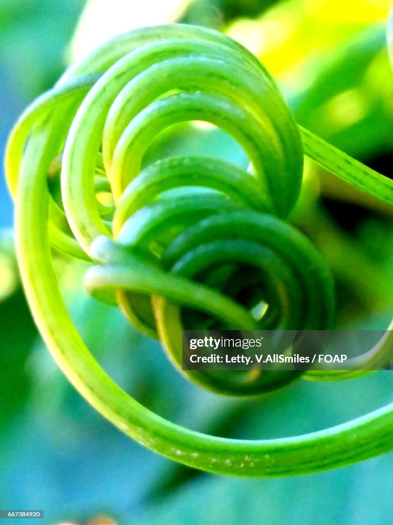 Tree Tendrils Closeup Of Plant Tendril Growing Outdoors High-Res Stock Photo - Getty ...