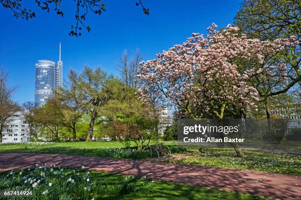 tstadtgarten public gardens in essen with rwe tower - essen ruhrgebiet fotografías e imágenes de stock