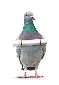 full body of pigeon bird and paper letter message hanging on breast for communication theme