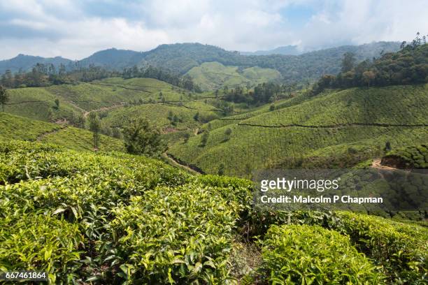 tea estate and plantations with beautiful scenery, munnar, kerala, india - munnar stock-fotos und bilder