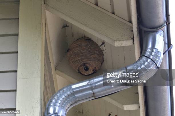 residential house with a common wasp hive (vespula vulgaris) - nest stock-fotos und bilder