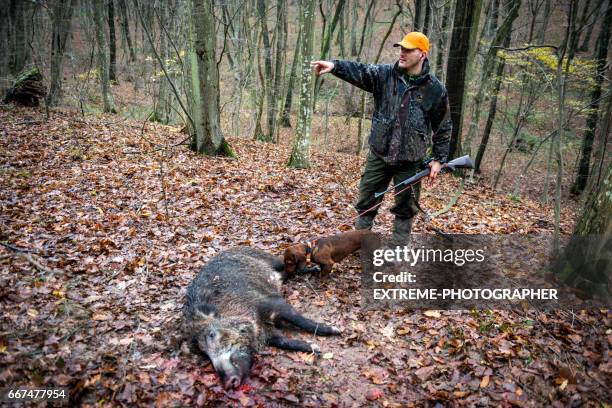 jäger im wald - wild boar stock-fotos und bilder