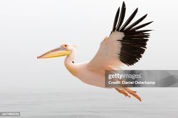 pelican in flight close up with steady wings approaching landing - pelikan stock-fotos und bilder