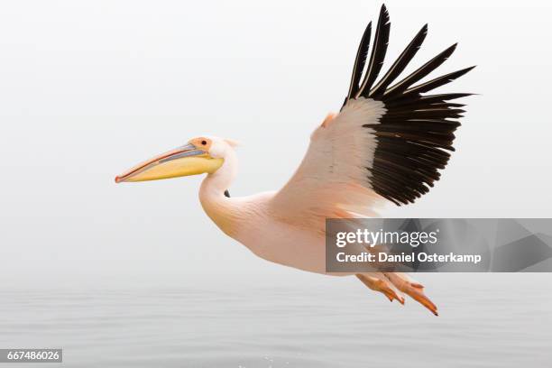 pelican in flight close up with steady wings approaching landing - pelican bildbanksfoton och bilder