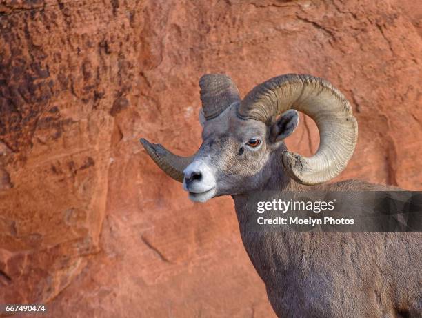 bighorn sheep-ram - dickhornschaf stock-fotos und bilder