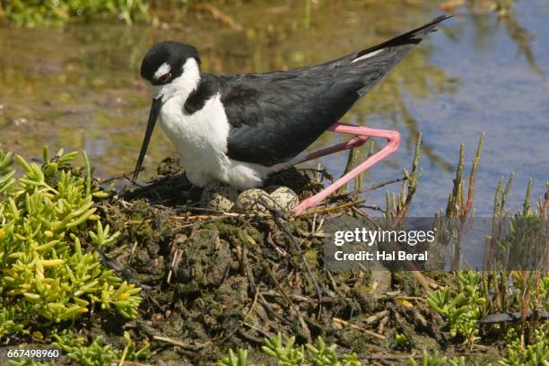 black-necked stilt sitting on eggs - säbelschnäbler stock-fotos und bilder