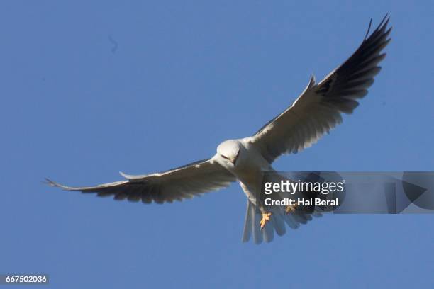 white-tailed kite hunting - white tailed kite stock pictures, royalty-free photos & images