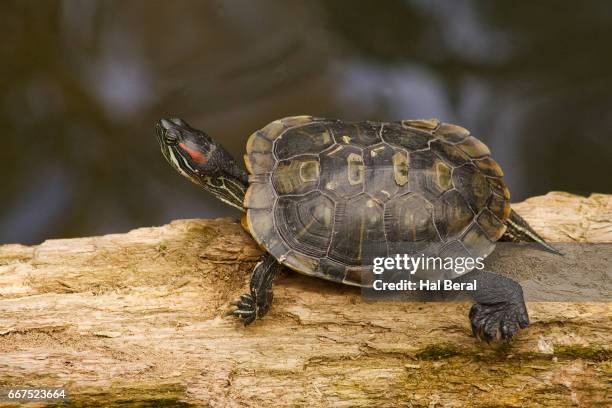 eastern painted turtle - eastern painted turtle stock pictures, royalty-free photos & images