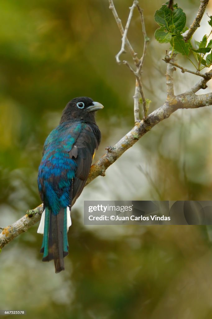 Black-headed Trogon