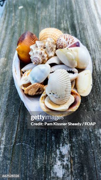212 Large Clam Shell Stock Photos, High-Res Pictures, and Images ...