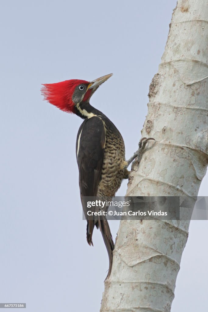 Lineated Woodpecker