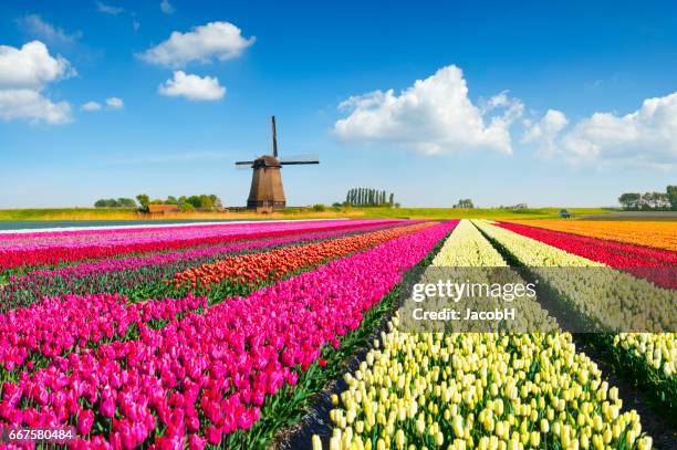 tulipes et moulin - structure actionnée par le vent photos et images de collection