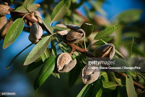 agriculture - close-up of mature almonds on the tree with hulls cracked open and ready for harvest in late afternoon sunlight / near dinuba, california, usa. - almond branch stock pictures, royalty-free photos & images