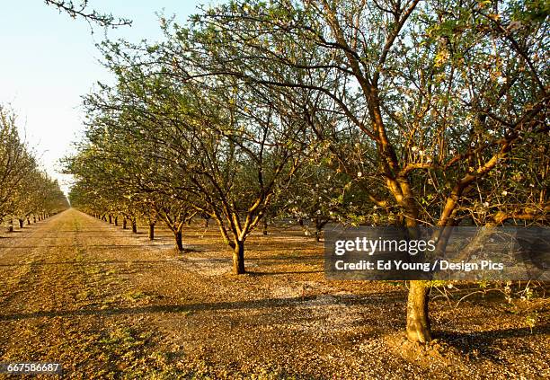 agriculture - almond orchard at the post petal fall stage, with grassy middles / near crows landing, san joaquin valley, california, usa. - san joaquin valley stockfoto's en -beelden