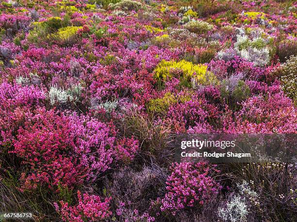 the bright variety of colours of the indigenous winter fynbos. western cape floral kingdom. wild flowers, table mountain, cape town, south africa. - fynbos stock-fotos und bilder