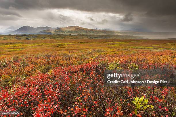 a storm passes over fall colors and the mounatins of the alaska range in denali national park & preserve, alaska. - arctostaphylos uva ursi stock-fotos und bilder